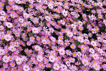 Lots of pink autumn flowers as a background