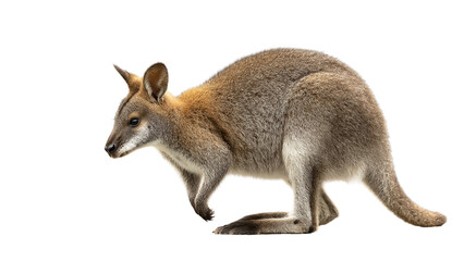 A wild wallaby stands alert on a plain black background with its body angled to the left