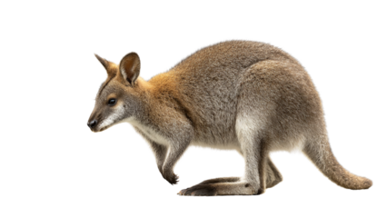 A wild wallaby stands alert on a plain black background with its body angled to the left
