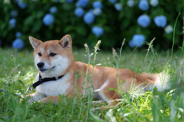 柴犬と紫陽花 in お台場