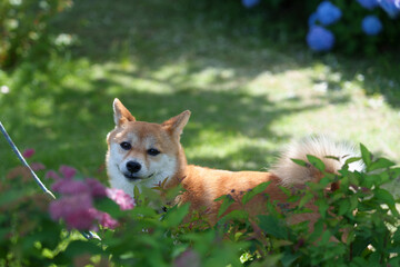 柴犬と紫陽花 in お台場