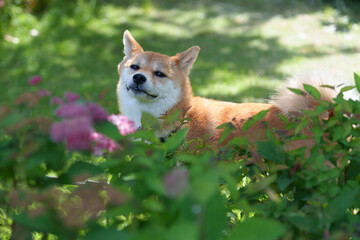 柴犬と紫陽花 in お台場