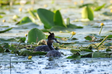 Haubentaucher auf dem See