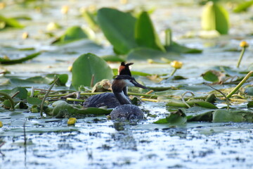 Haubentaucher auf dem See