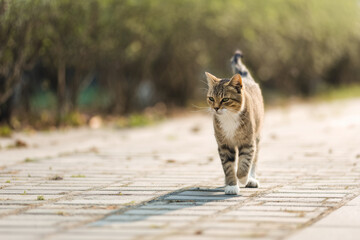 Cat walking confidently along a sunny paved path with greenery in the background.