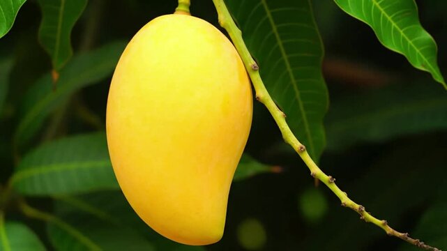 Close-up of a ripe, golden mango hanging from a tree branch with green leaves in the background.