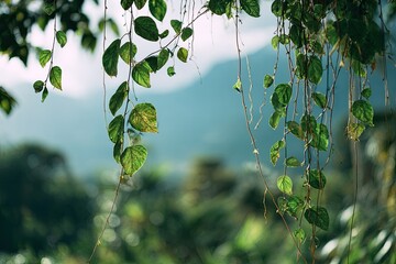 Lush, green hanging vines with heart-shaped leaves, blurred background of mountains