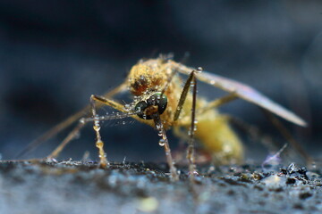 close up of a Mosquito