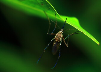 close up of a Mosquito
