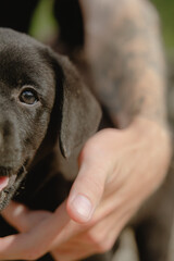 half portrait of a Labrador puppy
