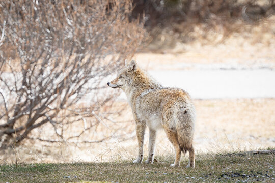 Coyote stands in the shade in Banff National Park Canada.
