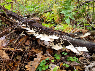 Trametes versicolor growing on dead tree in forest.
