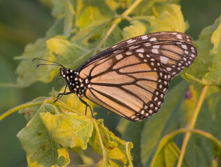 Monarch Butterfly Resting on Leaf