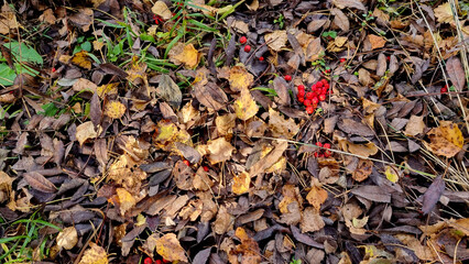 Autumn leaves and rowan berries on the ground in the forest