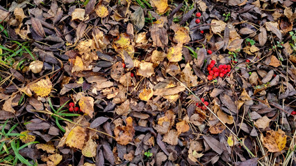 Autumn leaves and rowan berries on the ground in the forest