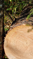 Wooden texture of cut tree trunk. Abstract background for design.