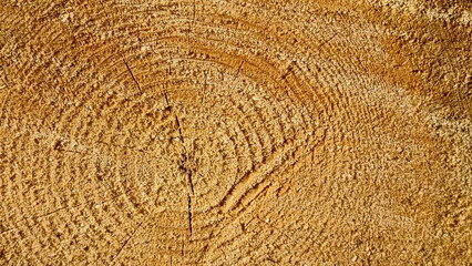 Wooden texture of cut tree trunk. Abstract background for design.