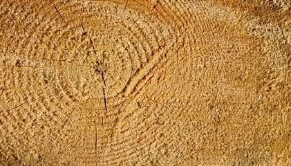 Wooden texture of cut tree trunk. Abstract background for design.