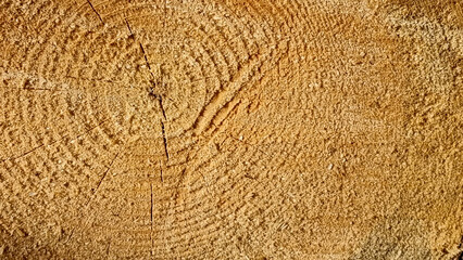 Wooden texture of cut tree trunk. Abstract background for design.