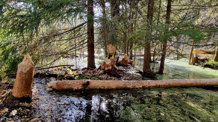 A thick trunk, gnawed by a beaver. Selective focus