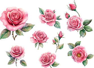set of pink roses