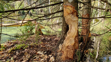A thick trunk, gnawed by a beaver. Selective focus