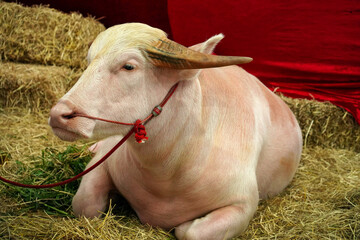Albino buffalo sitting on the ground with straws.