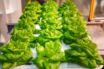 Fresh green vegetable Butterhead Lettuce growing in farm. Organic plant cultivation greenhouses.