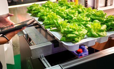 The agricultural researcher is using a modern technology-assisted approach to record the growth of Fresh green vegetable Butterhead Lettuce in greenhouses.