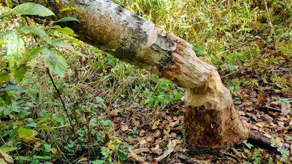 Fototapeta premium A thick trunk, gnawed by a beaver. Selective focus