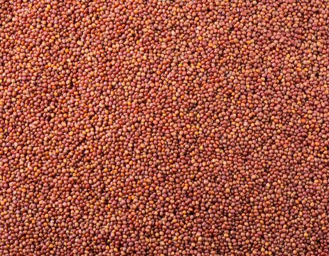 close up red finger millet or ragi raagi nachni texture background