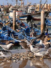 Seagulls have flown to the pier and are eating fish, and there are boats in the port
