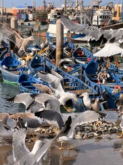 A flock of seagulls has arrived at the marina and is eating fish. Boats are docked in the port.