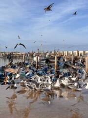 Flock of Seagulls Flying and Eating Fish in a Sunny Harbor with Boats
