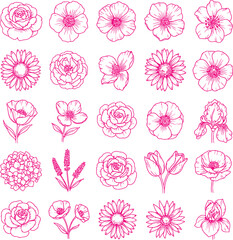 Collection of pink watercolor flowers and blossoms on white background