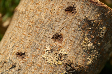Kraterförmige Eiablagestellen des Asiatischen Laubholzbockkäfers, Anoplophora glabripennis, am Stamm eines Feldahorn, Acer campestre im Quarantänegebiet Magdeburg © Heiko 