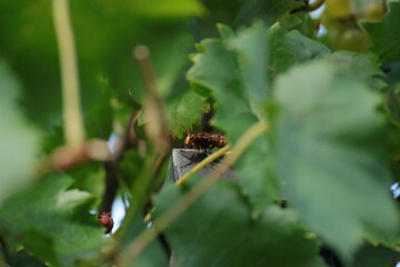 Europäische Hornisse frisst Trauben 