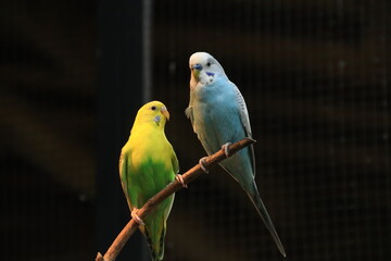 Close-up of two budgerigars (Melopsittacus undulatus), also known as parakeets, perched on a branch. One bird is bright green and yellow while the other is blue and white
