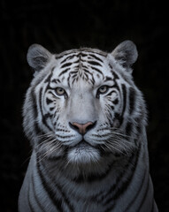 white tiger portrait