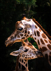 Two giraffes