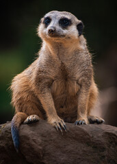Meerkat