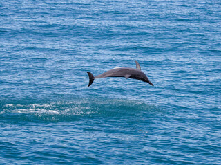 Fototapeta premium Spinner dolphins in Hualien