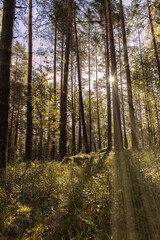 Serene forest path with sunlight filtering through trees in a tranquil woodland setting