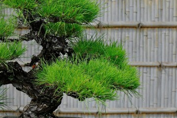 松の盆栽と竹垣　侘び寂び