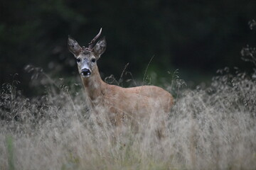 Roe Deer Buck After the Fight
