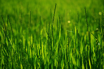 Obraz premium Close-up of vibrant green grass blades backlit by sunlight creating a natural fresh and organic background for environmental themes