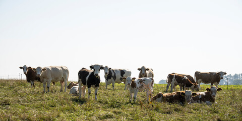 Neugierige Mutterkuhherde auf einer Weide in der Oberlausitz