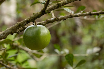 Close-Up of a Green Tropical Fruit on a Tree