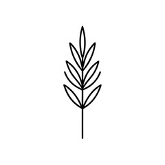 Fototapeta premium Simple botanical leaf line drawing on transparent background