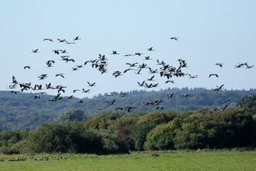 viele Kraniche im Flug